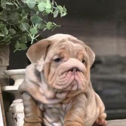 Bulldog Puppies from BangerBullz