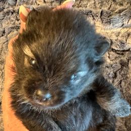 Pink - Wolf sable female Pomeranian puppy in Scio, Oregon from Mac Daddy Poms
