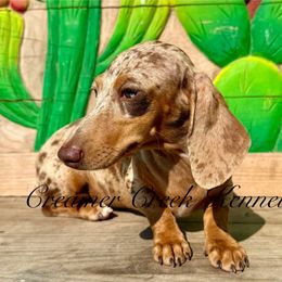 Leotie - Dachshund