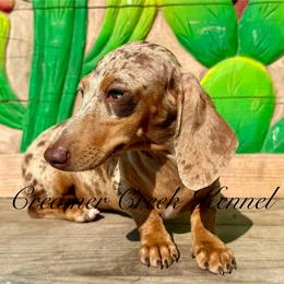 Leotie - Dachshund