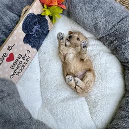 Hans (Creme w/ More White) - Poodle puppy from AKC Mini Poodles in NOVA