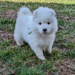 Samoyed Puppies from The Office Pups
