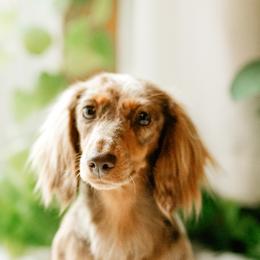 Dachshunds from Sierra Boyette