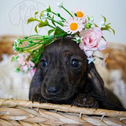 Winniford - Brindle female Dachshund puppy in Temecula, California from Naomi Magee's Dachshund Kennel