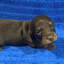 Maxwell - Chocolate and tan male Dachshund puppy in Little Rock, Arkansas from Divine Doxies