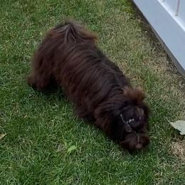 Godiva - Havanese