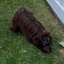 Godiva - Havanese