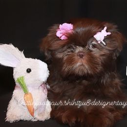 Velvet - Liver Shih Tzu puppy in Texas from Little Foot Paws 🐾