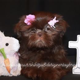 Velvet - Liver Shih Tzu puppy in Texas from Little Foot Paws 🐾