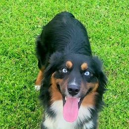 Miniature Australian Shepherds from Elemental Mini Aussies