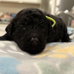 Goldendoodle and Poodle Puppies from Southern Stroll Poodles & Doodles