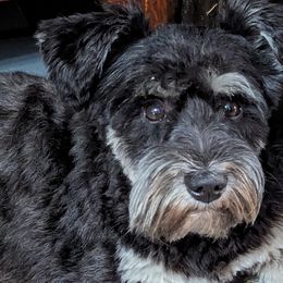 Coal - Miniature Schnauzer