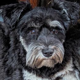 Coal - Miniature Schnauzer