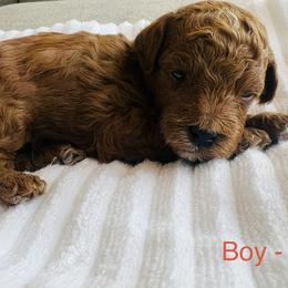 Boy 4 - male Goldendoodle puppy in Saratoga Springs, Utah from Tyler Pickens