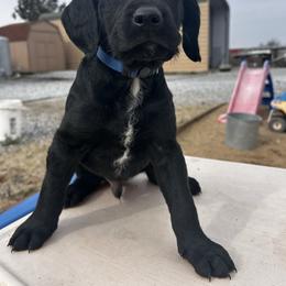 Blue Boy - Black and white male Assorted Doodle Crosses puppy in Escalon, California from Dutch Doodles