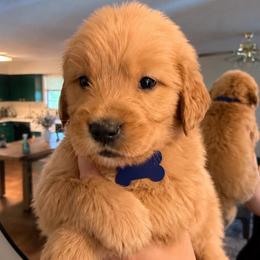 Light Blue - Golden male Golden Retriever puppy in Covington, Louisiana from MyKy Puppies