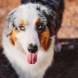 Blair - Australian Shepherd