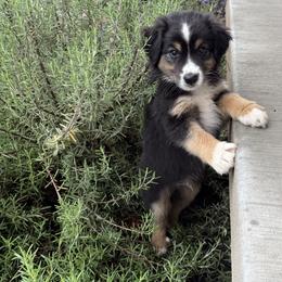 Miniature Australian Shepherd Puppies from Wishing Tree Minis