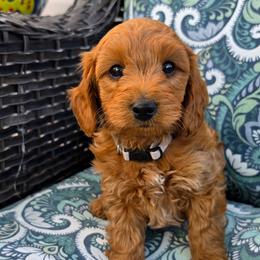 Capricorn - Red  male Goldendoodle puppy in Syracuse, Utah from Just Doodling Dogs