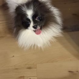 Poppy - Black parti female Pomeranian puppy in Coleman, Oklahoma from Pretty Poms
