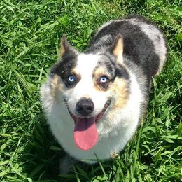 American Corgis, Goldendoodles, and Pembroke Welsh Corgis from Congrove Corgis and Doodles