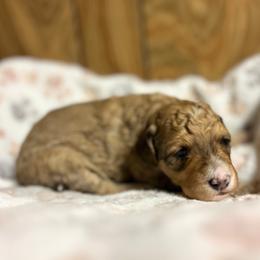 Rose - Sable female Goldendoodle puppy in Pittsburg, Texas from Grace Springs Goldendoodles