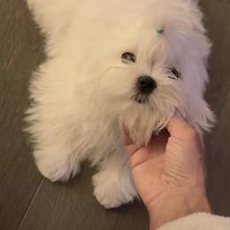 Maltese Puppies from Made to Love Maltese LLC