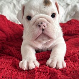 Levi Britches - White male Bulldog puppy in Holdenville, Oklahoma from Bulldog Nation