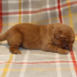 Clove - Dark golden male Golden Retriever puppy in New Weston, Ohio from Bertke AKC Golden Retrievers and Bernese Mountain Dogs