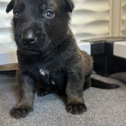 Blue - Fawn sable male Belgian Malinois puppy in Ellerbe, North Carolina from Grand Prix Kennel