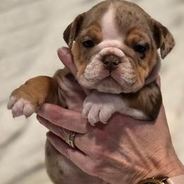 Cinny - Chocolate tri-color female Bulldog puppy in Harrisburg, Pennsylvania from Central PA WiggleButts Bulldogs