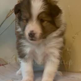 Willy - Sable and white male Shetland Sheepdog puppy in Idaho from Bellissimo Shelties