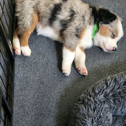 Australian Shepherd Puppies from Twist'n Tops Farm & Kennel