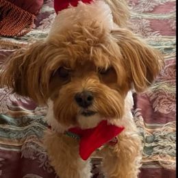 Havanese from Victoria's Havanese