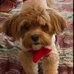 Havanese from Victoria's Havanese