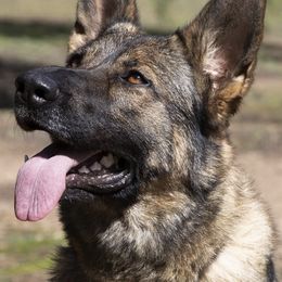 German Shepherds from Wilhelm Hausen