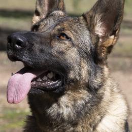 German Shepherds from Wilhelm Hausen