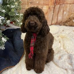 Gracie - Australian Labradoodle