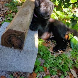 German Shepherd Puppies from Saint Pete Sheps