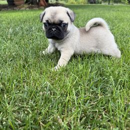 Heron - Fawn male Pug puppy in Delray, West Virginia from Vaubel Country Pugs