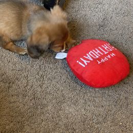 Dachshund Puppies from HP Dachs