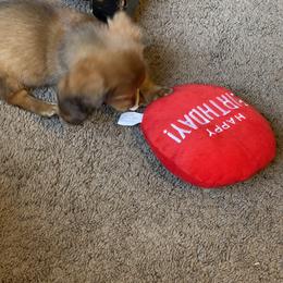 Dachshund Puppies from HP Dachs