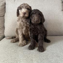 Labradoodle Puppies from Raising Doodles