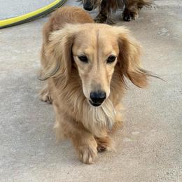 Buckaroo | 50% Grendox Lines - Dachshund