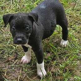 Rougarou - Black and white male Rat Terrier puppy in Lynn, Alabama from Cryptic Rat Terriers