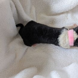 Collie Puppies from Jordan Creek Collies