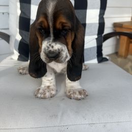 Basset Hound Puppies from Wee Little Bassets