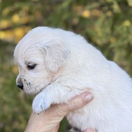 Boy 2 - Light golden male Golden Retriever puppy in Lake Hughes, California from Golden Hills Retrievers