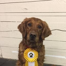 Golden Retriever All Grown Up from Archwind Retrievers