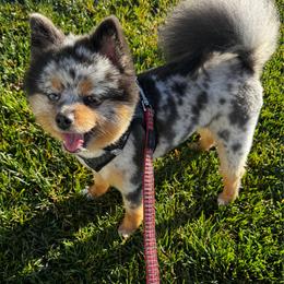 Tilly - Pomeranian